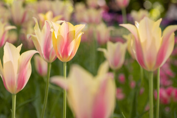 Obraz na płótnie Canvas Many blossoming colourful tulips, flower field