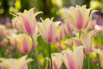 Obraz na płótnie Canvas Many blossoming colourful tulips, flower field