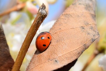 ladybird on a leaf