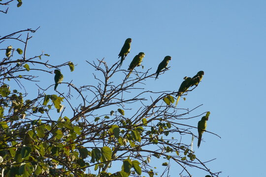 green parrots on top of the tree