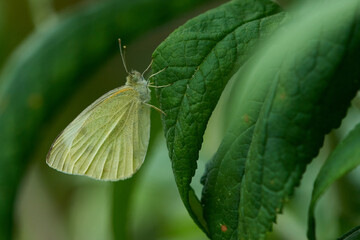 Kleiner Kohlweißling (Pieris rapae) am Sommerflieder	
