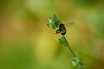 Dunkle Erdhummel (Bombus terrestris)	