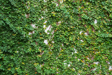 Green ivy on wall background