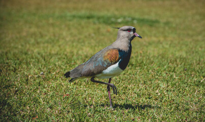 black crowned pigeon