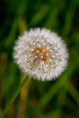 dandelion on green background