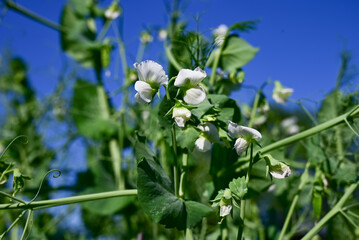 Bush of sweet pea with ripe pods cultivated on vegetable garden