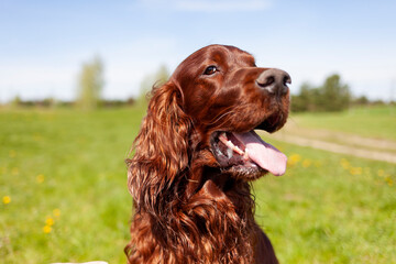 brown dog breed irish setter with his tongue hanging out outdoors in the park, close-up of the dog's head