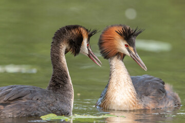 Obraz premium Para perkozów dwuczubych (Podiceps cristatus) w trakcie toku na rzece.