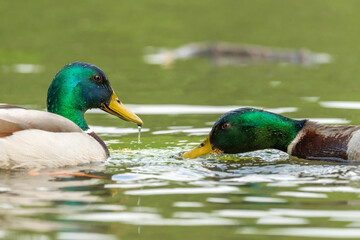 Mallard male (Anas platyrhynchos) swimming on a river.