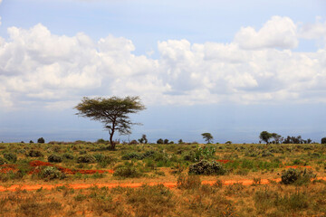 Landscape in Amboseli National Park, Kenya, Africa