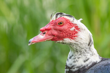 Muscovy duck (Cairina moschata) portrait in a park in spring.