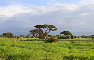 Photo sur Plexiglas Kilimandjaro Landscape in Amboseli National Park, Kenya, Africa