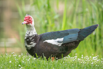 Muscovy duck (Cairina moschata) in a park in spring.