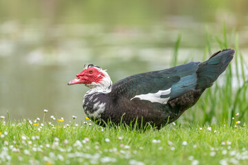 Muscovy duck (Cairina moschata) in a park in spring.