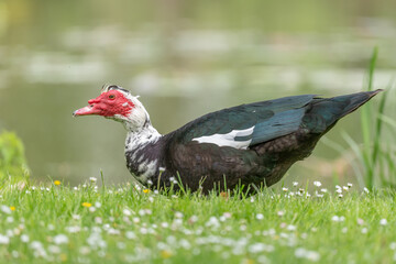 Muscovy duck (Cairina moschata) in a park in spring.