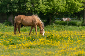 Horse in a green pasture filled with yellow buttercups.