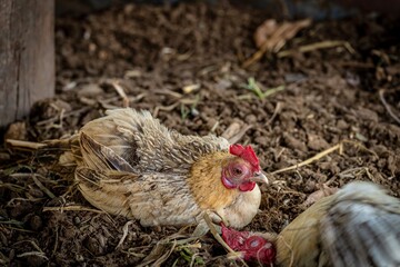 chicken in nest