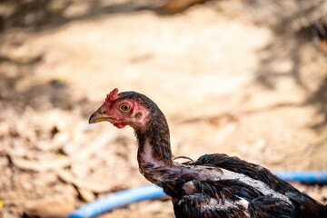portrait of chicken 