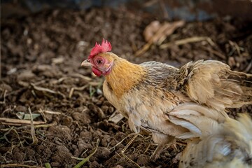 chicken in the farm 