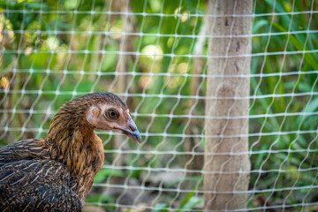 close up of a duck