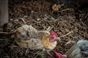 baby chicken in the nest