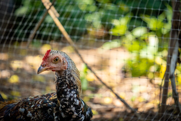 chicken in the farm 