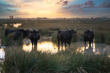 bulls in the Camargue area