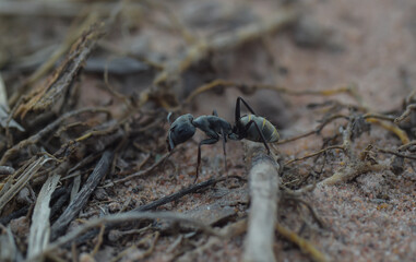 ant on the ground