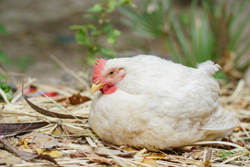 chicken in the farm