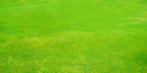 Green grass of golf field background texture.