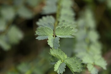 Selective focus on the leaves of the Poterium sanguisorba Lesser Pimpernel plant