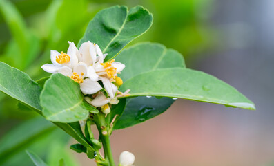 Fresh Lemon flowers with water drop in mornig, lemon blossom on tree among green leaves blurred...