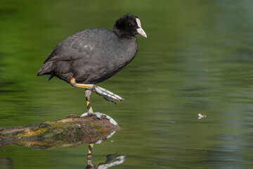 Eurasian coot (Fulica atra) cleaning its feathers on a river.