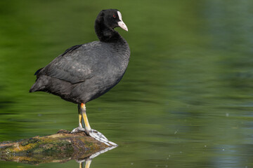 Eurasian coot (Fulica atra) cleaning its feathers on a river.