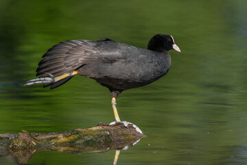Eurasian coot (Fulica atra) stretching its wings on a river.