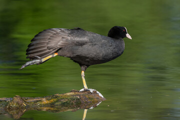Eurasian coot (Fulica atra) stretching its wings on a river.