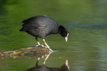 Eurasian coot (Fulica atra) resting on a river.