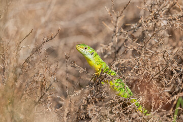 Naklejka na ściany i meble Western green lizard (Lacerta bilineata) basking in the sun in the brush.