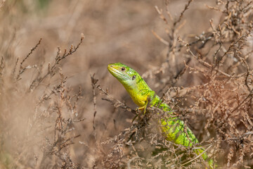 Western green lizard (Lacerta bilineata) basking in the sun in the brush.