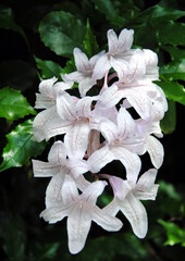 Close up of trumpet-shaped pale lilac flowers veined in purple of the forest bell bush (Mackaya...