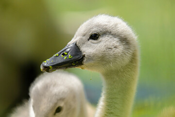 Portrait of Cygnet on Green Background at sunset. Close Up profile head shot of a mute Swan, Cygnus Olor, Cygnet.