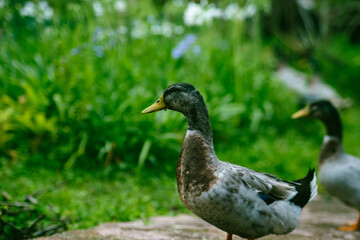 Flock of Mallard ducks grazing in the garden. Mallard duck walking on the grass.