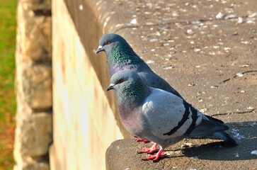 Two pigeons on a concrete wall. Pigeons on old gothic wall, photo with a shallow depth of field.