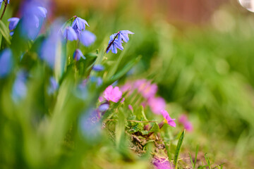 Spring flowers in the forest.