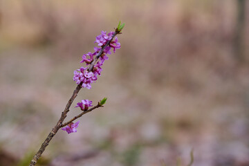 Spring flowers in the forest.