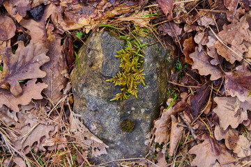 Spring flowers in the forest.