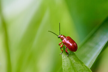 Insect on a green background, spring background.
