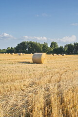 Fototapeta premium bales in the field