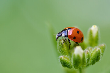 Insect on a green background, spring background.