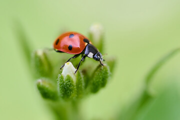 Insect on a green background, spring background.